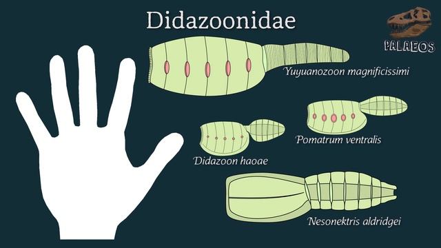 Misterios fósiles 4: Vetulicolios ¿Qué eran? смотреть онлайн