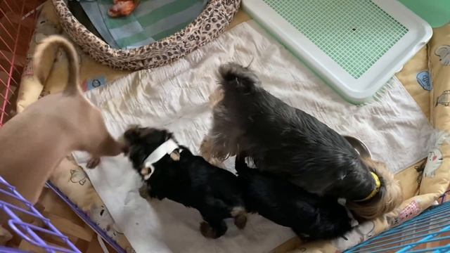 Good morning. На Злату напала собака! смотреть онлайн