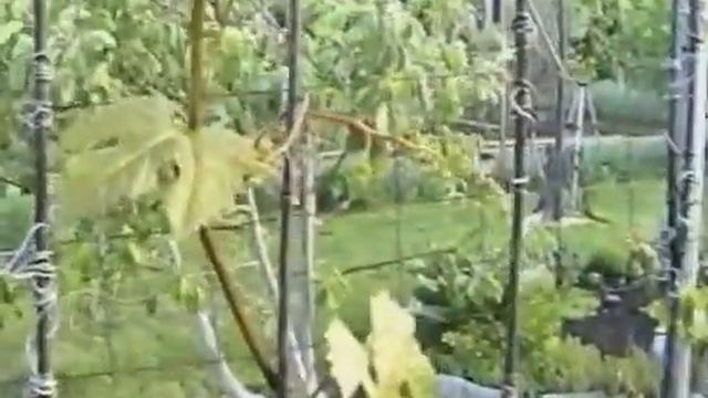Нагрузка винограда соцветиями смотреть онлайн
