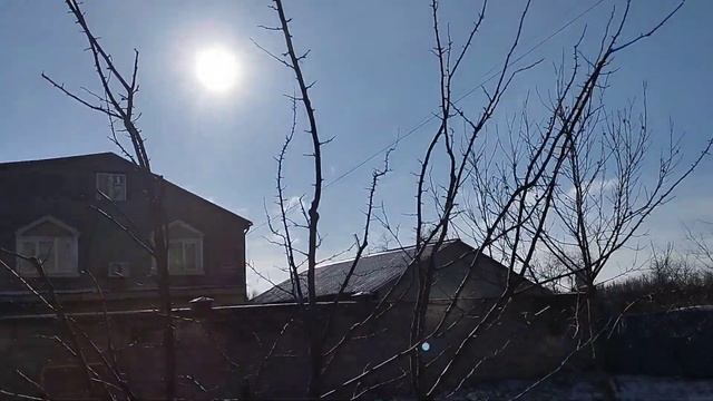Слива форма куст смотреть онлайн