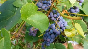 Виноград севера