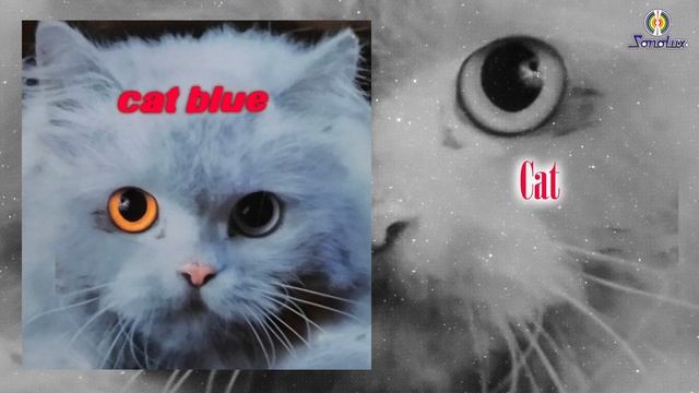 Cat - Cat Blue - Remasterizado | Salsa