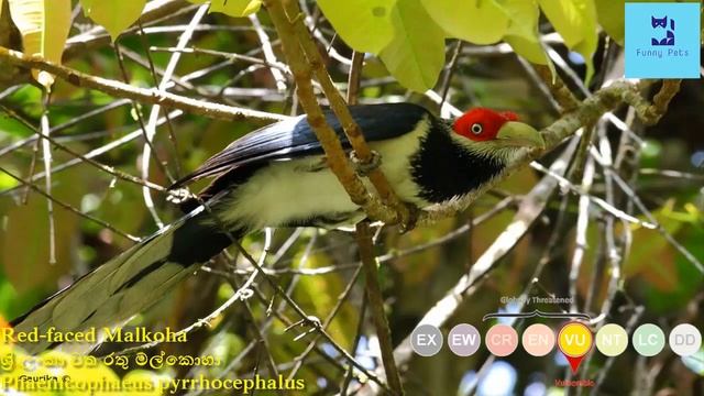 ශ්රි ලංකා වත රතු මල්කොහා | Watha rathu malkoha | Red-faced Malkoha | Phaenicophaeus pyrrhocephalus смотреть онлайн