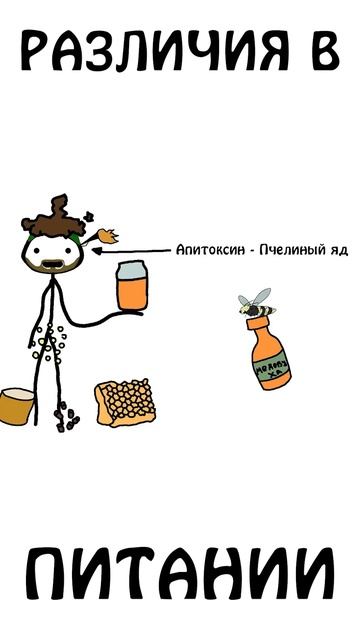 Animal Kingdom Explorers