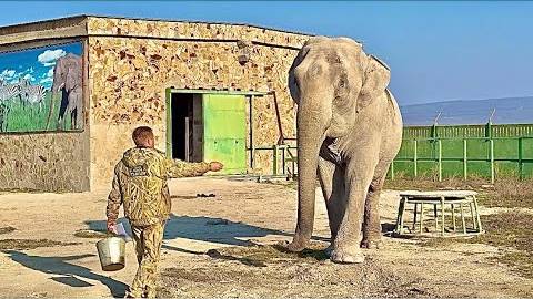 Ветеринары изучили причину смерти слонихи Джени.Нужно ли показывать как Магда прощалась с подруой? смотреть онлайн