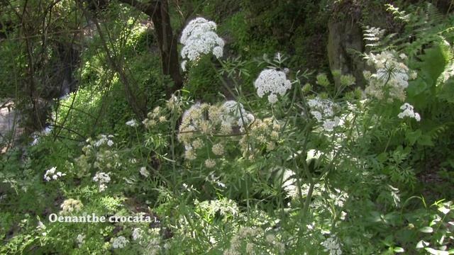 Oenanthe crocata смотреть онлайн