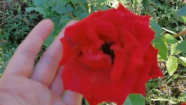 Осень пришла в сад. Продолжаю уборку урожая. Начинаю готовить огород к зиме.