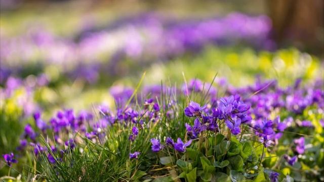 "Инструментальная лирическая композиция "Размышления о вечном" .Музыка для души . смотреть онлайн