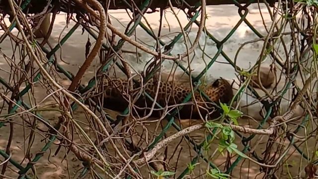 Sleeping Jaguar at delhi zoo @WildlifeWithGopal смотреть онлайн