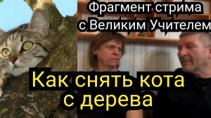 Как снять кота с дерева