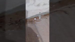 Кожеед в доме, борьба и шок от увиденного