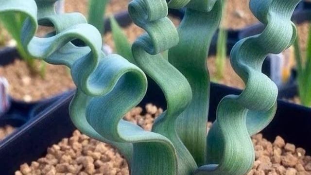 Amazing  Trachyandra Tortilis