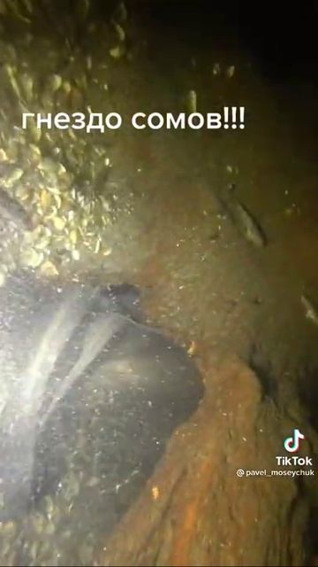 #shorts нора где спит сом 👍🔥😱 если рыбак то подпишись #fіshing  #catfish #рыбалка #сом