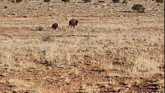 Bison bow hunt at The Blue Rooster [26th HUNT WITH US!] смотреть онлайн