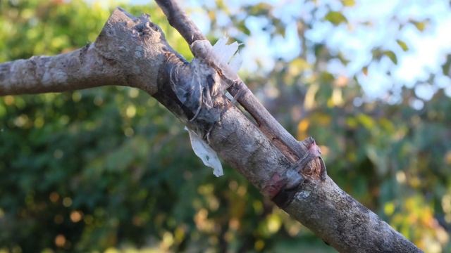 Update on Canistel Grafting Project смотреть онлайн