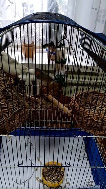 Живий куточок. Амадіни будують гніздо смотреть онлайн