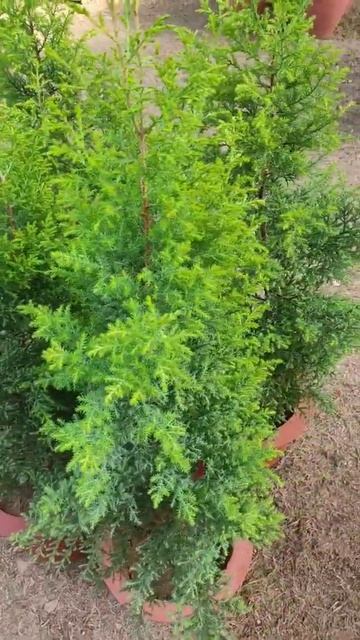 Golden Cypress plant #goldencypress #plant #shorts смотреть онлайн