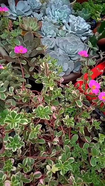 3 PLANTAS VARIEGATAS QUE SE ESPALHAM RÁPIDO #VARIEGAÇAO смотреть онлайн