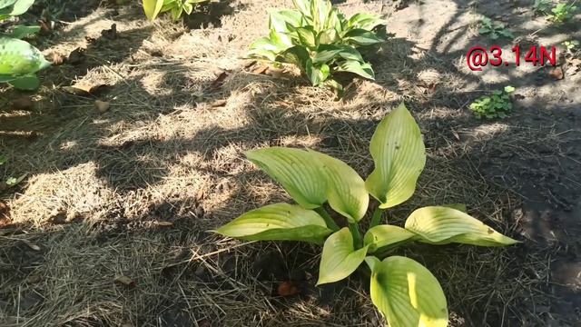 ☘️хоста Zounds#petrnovar #запорожье #hostas #хосты #репортаж