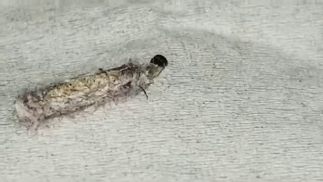 Moth Larva's Wild Ride смотреть онлайн