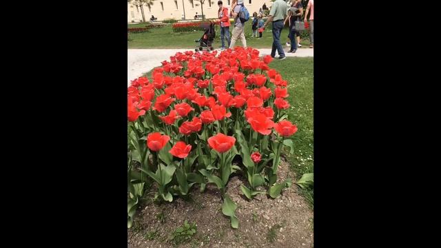 Morges Tulip Festival ( Vlog #21 ) смотреть онлайн