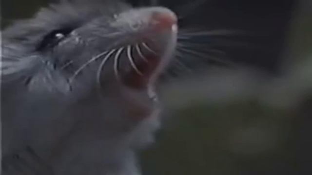 Afro-American Grasshoper смотреть онлайн