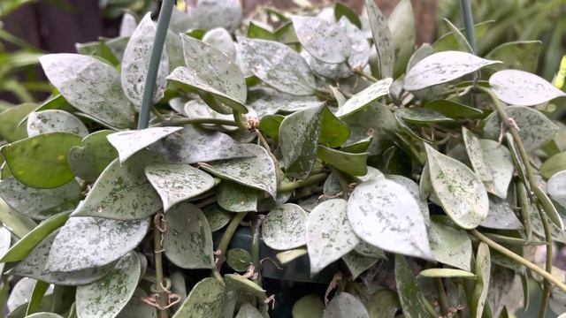 Hoya Krohniana Eskimo Super Silver Blooming