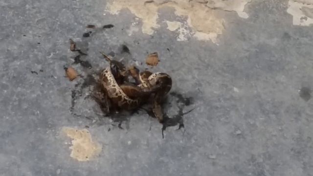 Snake Vs Scorpion Real Fight . साँप vs बिच्छू | смотреть онлайн