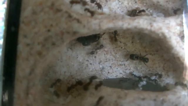 Messor clivorum brood chamber смотреть онлайн