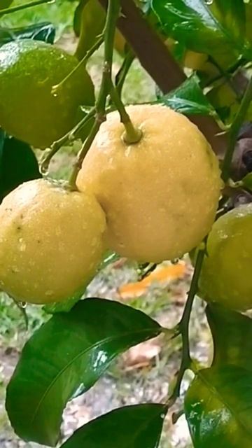 desi lemon 🍋🍋🍋🍋#plants #shorts смотреть онлайн