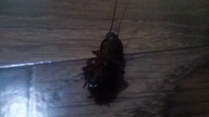 Тараканчик VID_20250313_073216