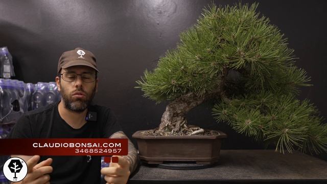 PULIZIA ESTIVA DEGLI AGHI SU PINO NERO BONSAI смотреть онлайн