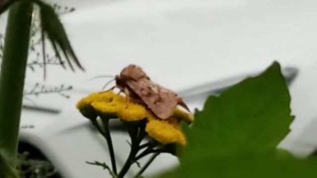 More mystery moth footage. смотреть онлайн