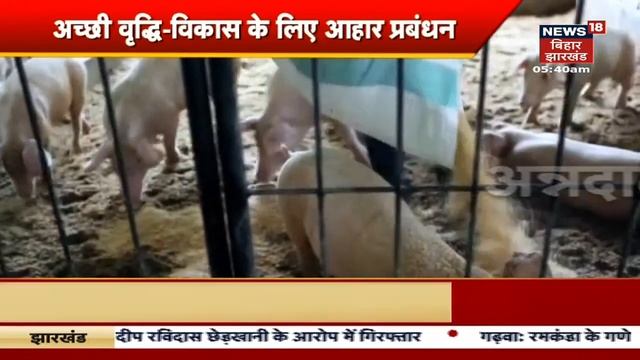 Maize Farming | मक्का की वैज्ञानिक तरीके से कैसे करें खेती ? | Annadata