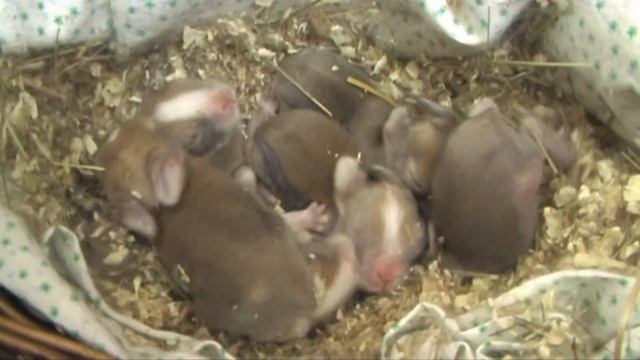 Крольчатам пять дней смотреть онлайн