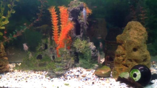 Неолампрологус Пульхер Дафодил " Жёлтая принцесса" смотреть онлайн