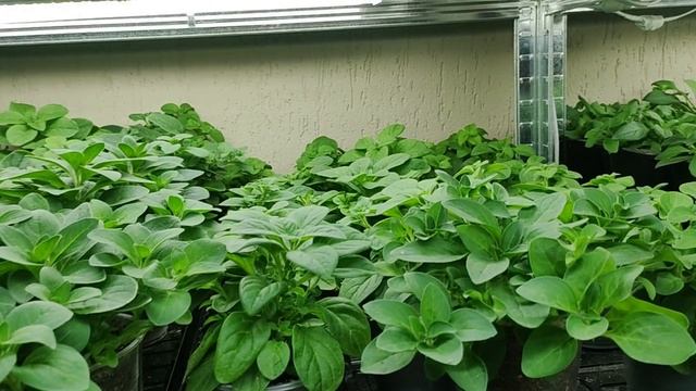 Петуния ампельная из семян после ЭТОГО растет как на дрожжах. Простой уход без секретов. смотреть онлайн