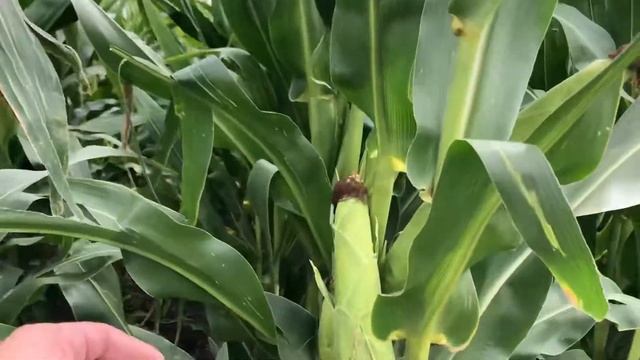 Кукуруза 2020 Самарская область смотреть онлайн