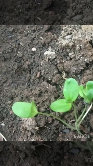 Gwar fali ki kheti kaise karen #farming смотреть онлайн