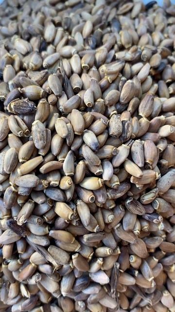 Растения и их ароматы