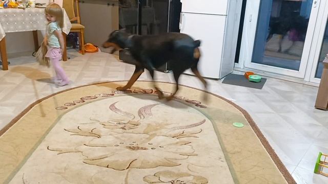 Суровые игры с доберманом #доберманграф #доберман смотреть онлайн