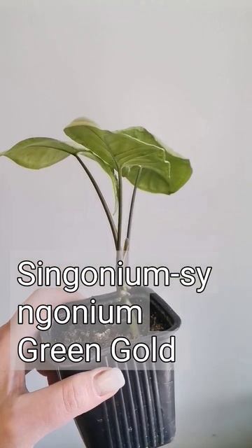Сингониум Грин Голд. #сингониум #лиана #комнатные_растения смотреть онлайн