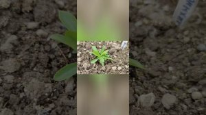 Лихнис Вискария. От посева до цветения.