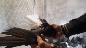 Николаевские голуби.Кировоградские белохвостые.