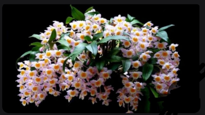 Дендробиум  Farmeri содержание в домашних условиях. Появление цветоносов. Часть 3.