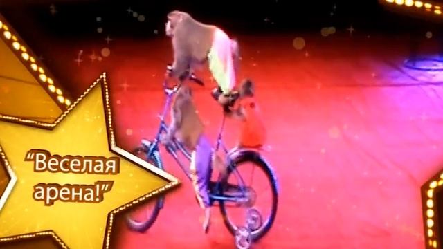 ВЕСЕЛАЯ АРЕНА смотреть онлайн