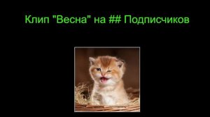 КЛИП «ВЕСНА» ОТ WIFLEKS