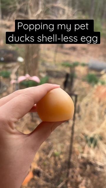 Sugar lays shellless eggs when she gets stressed, it’s not a calcium deficiency ☹️#Ducks #PetDucks смотреть онлайн