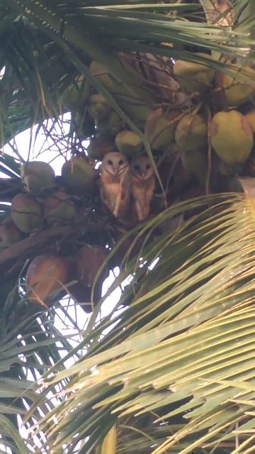 #owls #barnowls #chennai  Barn Owls #sharts