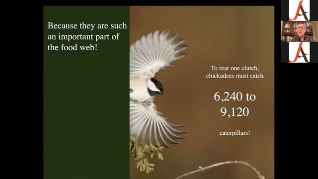 Let it Be an Oak with Doug Tallamy смотреть онлайн